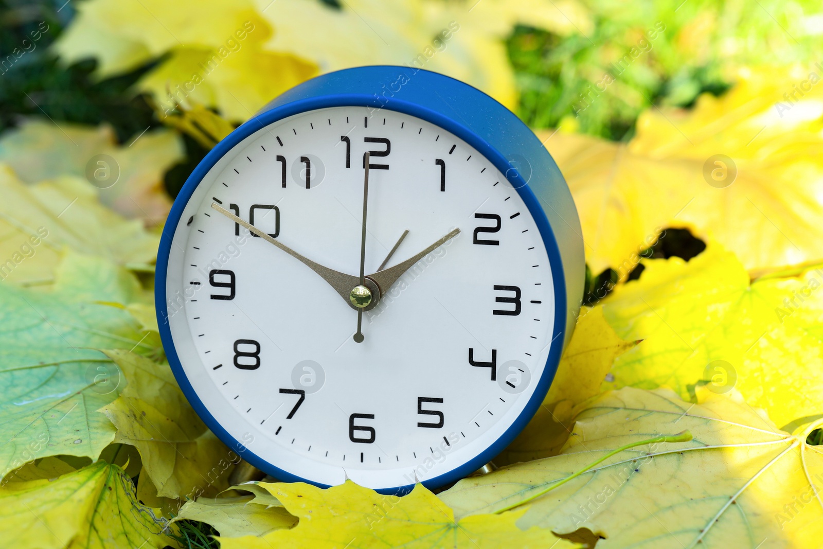 Photo of Autumn time. Alarm clock among fallen leaves, closeup