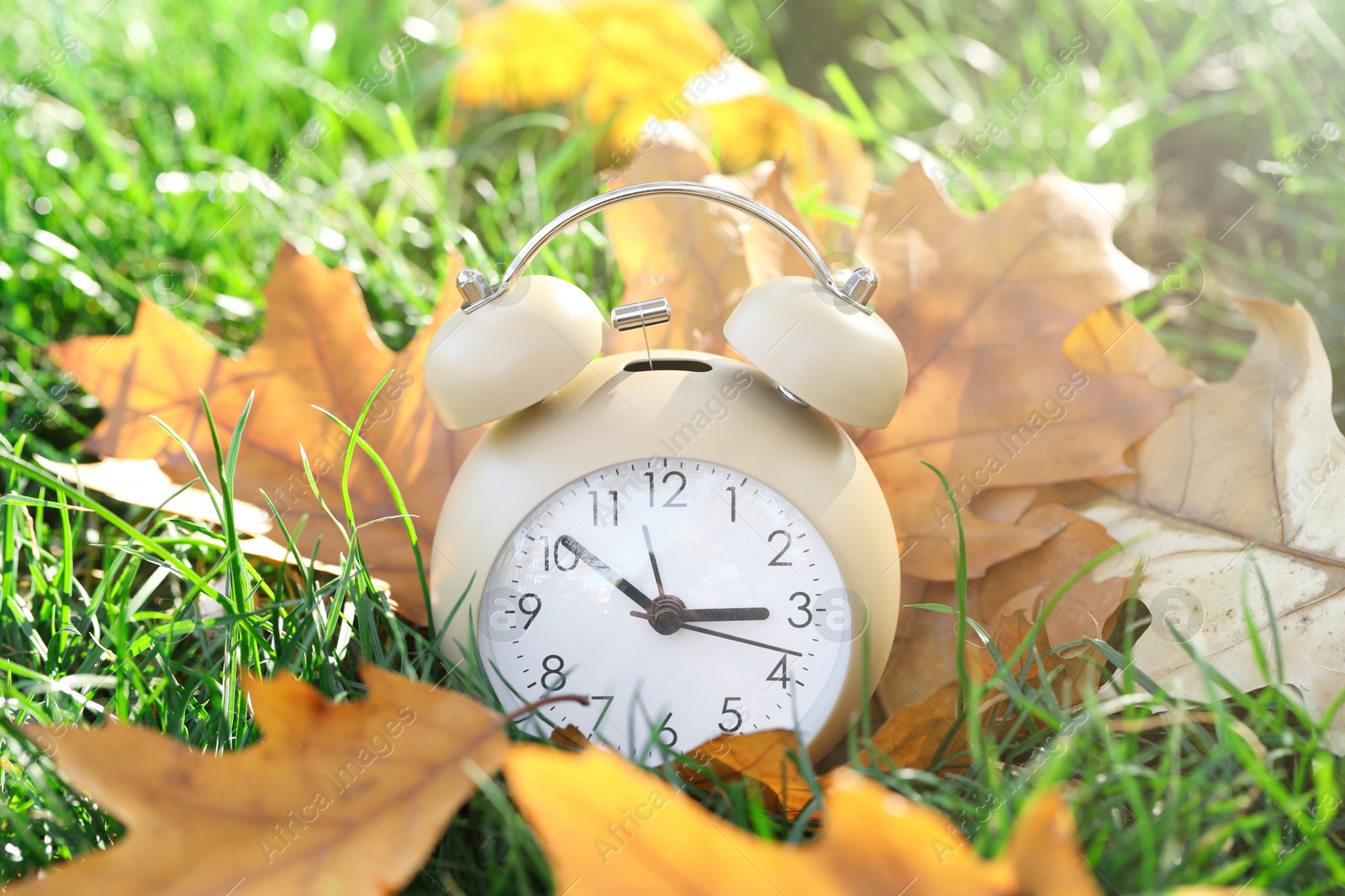 Photo of Autumn time. Alarm clock among fallen leaves on green grass on sunny day, closeup