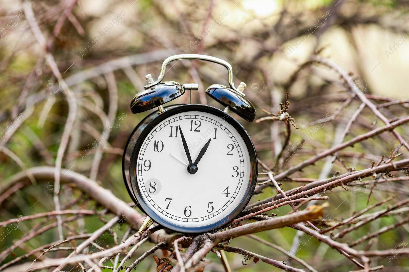 Photo of Autumn time. Alarm clock on tree branches in park, closeup