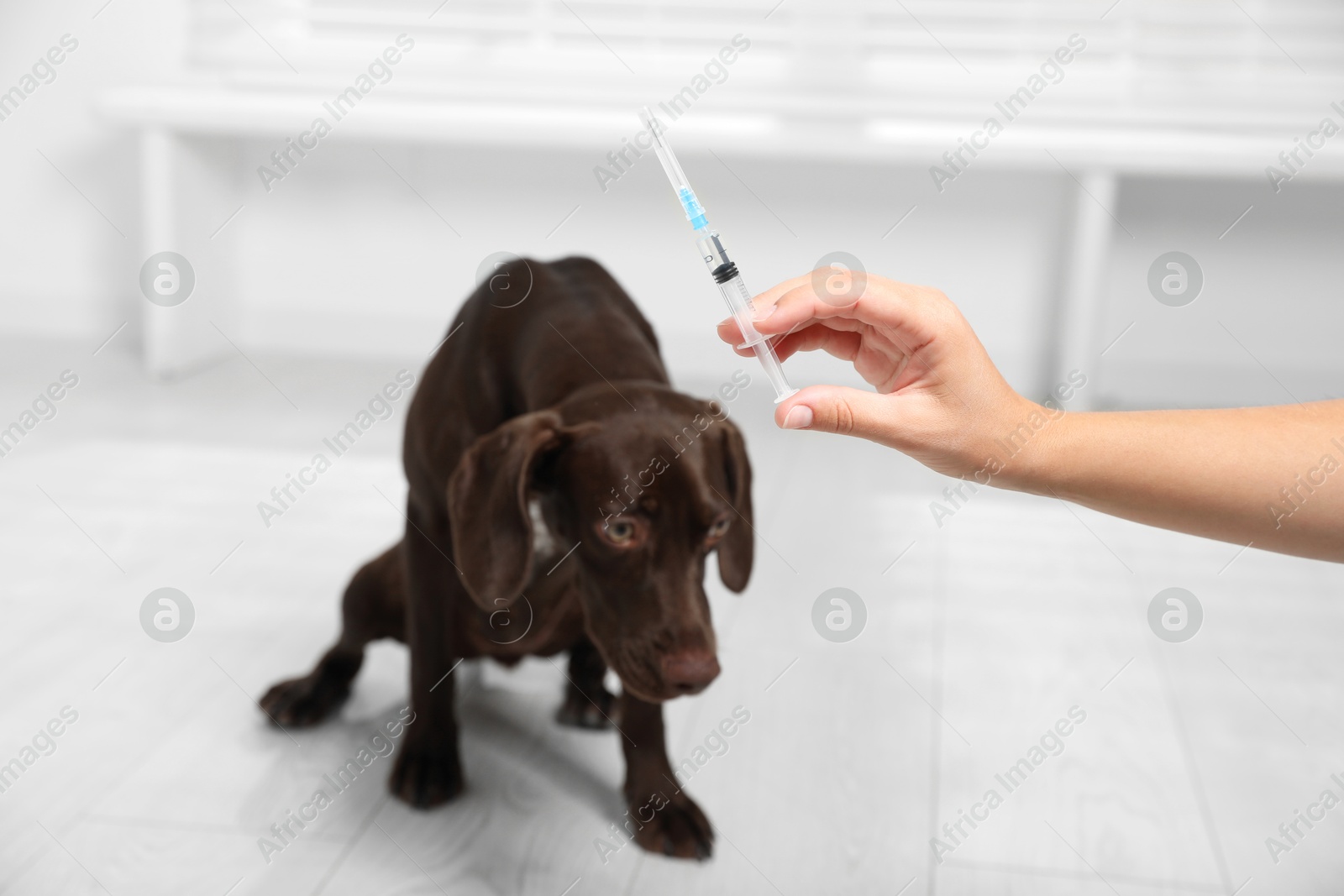 Photo of Woman with syringe near dog indoors, closeup. Pet vaccination