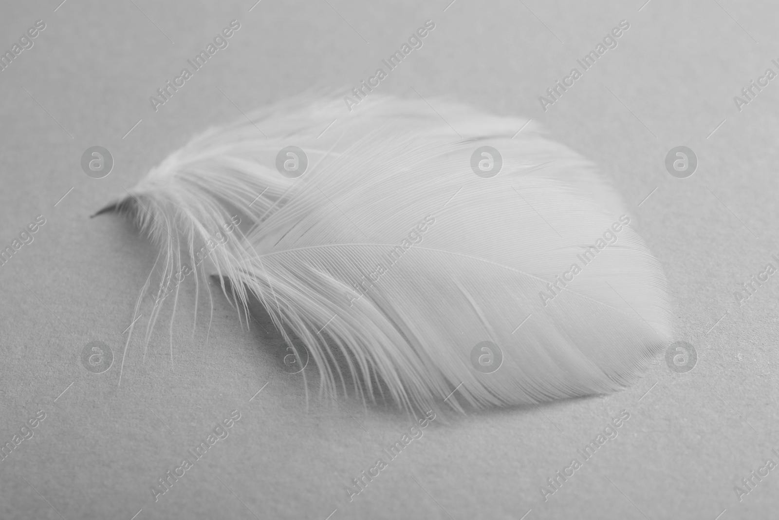 Photo of Beautiful fluffy feathers on light grey background, closeup