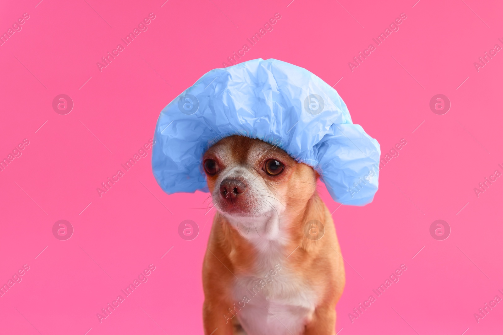 Photo of Cute funny dog in light blue shower cap on pink background