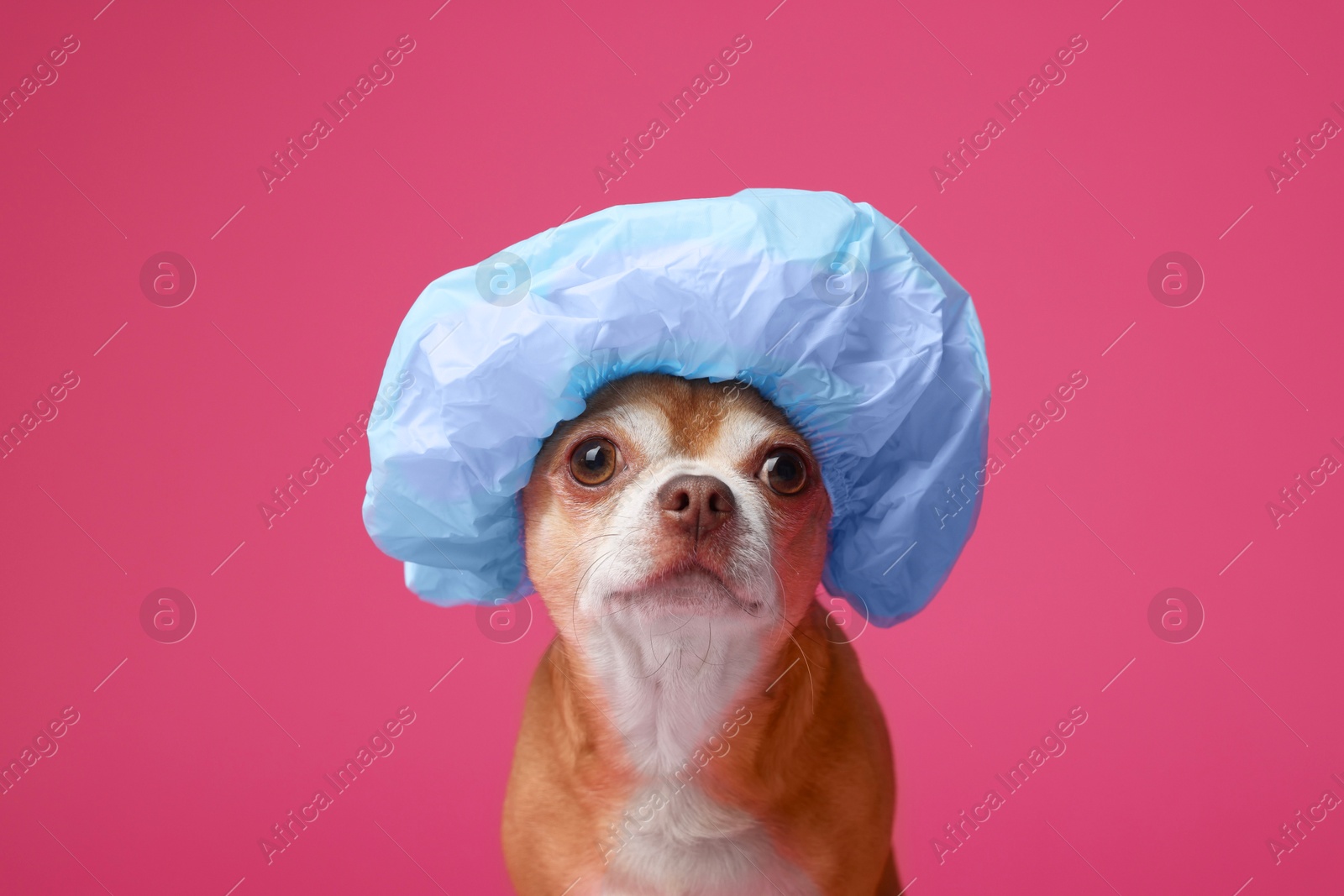 Photo of Cute funny dog in light blue shower cap on pink background