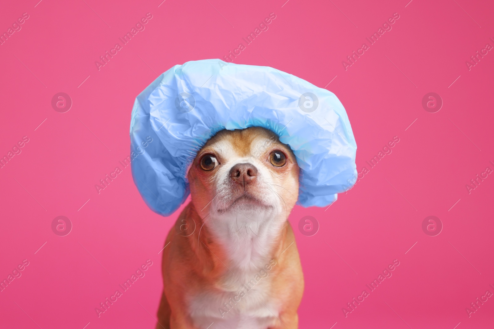 Photo of Cute funny dog in light blue shower cap on pink background