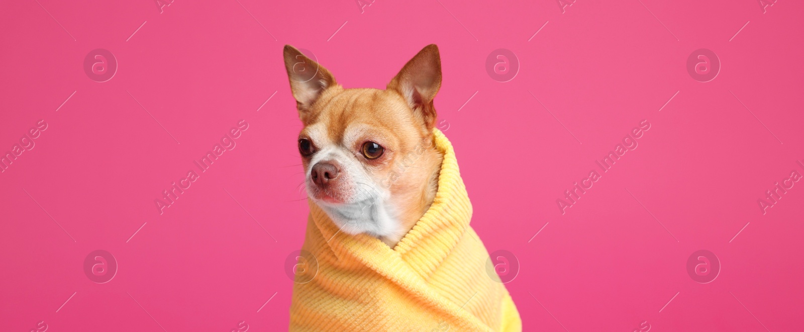 Photo of Cute funny dog wrapped in towel on pink background