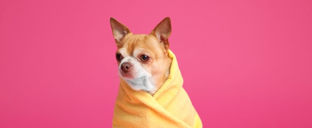 Photo of Cute funny dog wrapped in towel on pink background