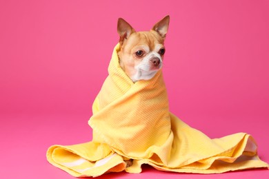 Photo of Cute funny dog wrapped in towel on pink background