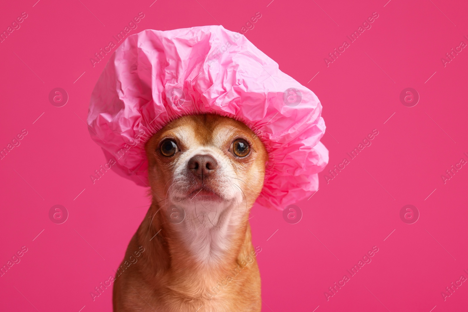 Photo of Cute funny dog in shower cap on pink background