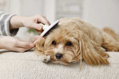 Photo of Woman brushing dog's hair at pouf indoors, closeup. Pet grooming