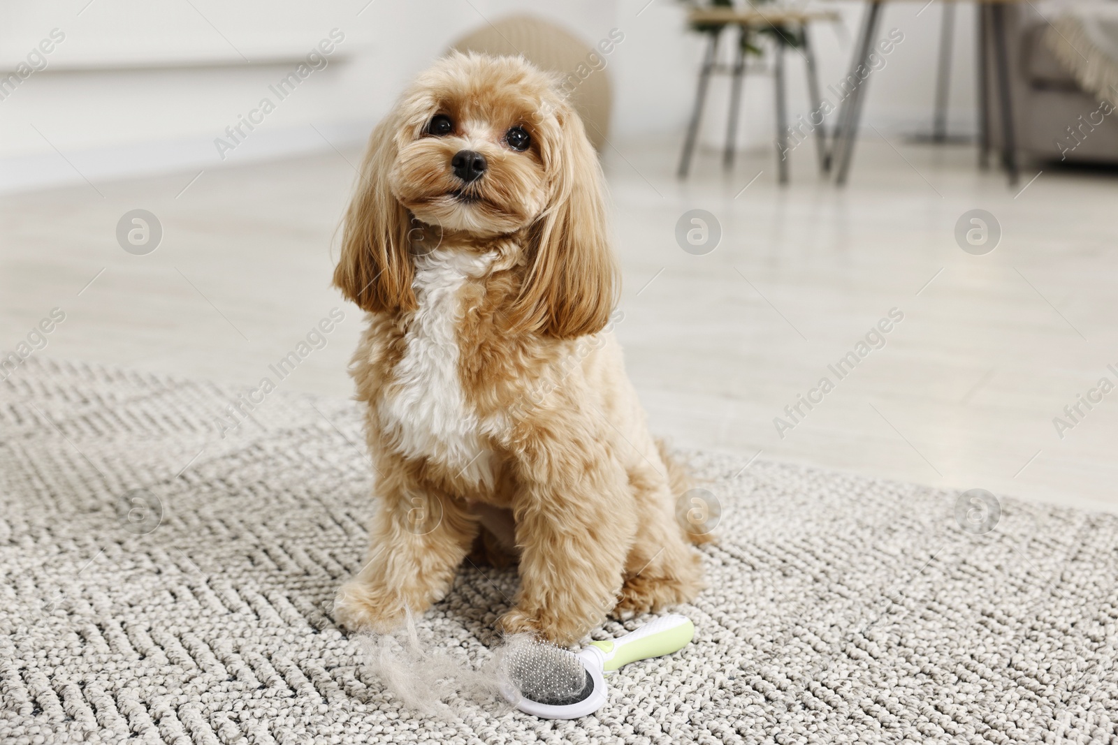 Photo of Cute dog and brush with pet's hair on floor indoors