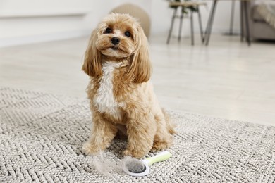 Photo of Cute dog and brush with pet's hair on floor indoors