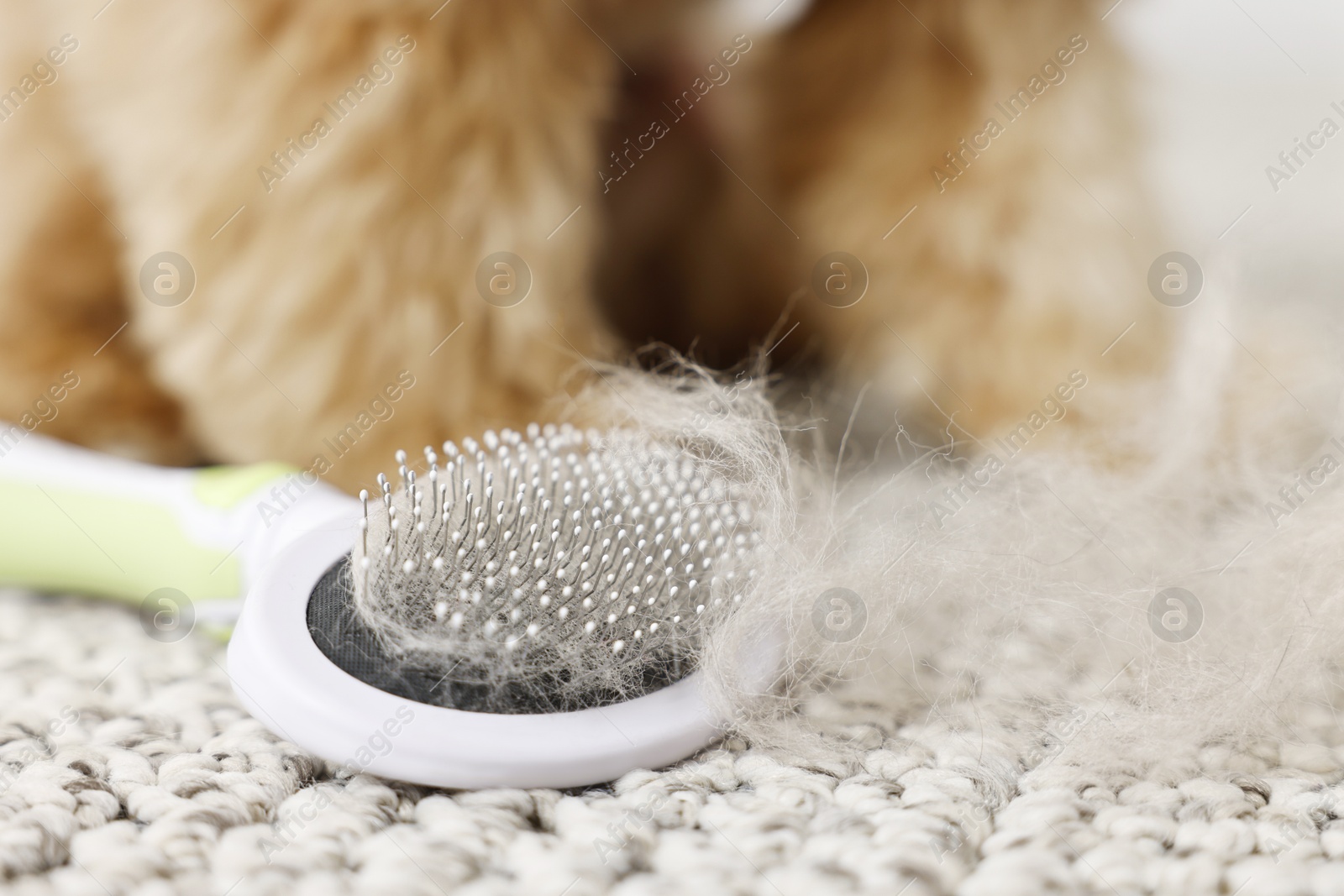 Photo of Brush with pet's hair and dog on floor indoors, closeup