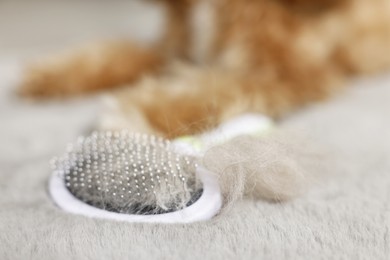 Photo of Brush with pet's hair and dog on grey rug indoors, selective focus