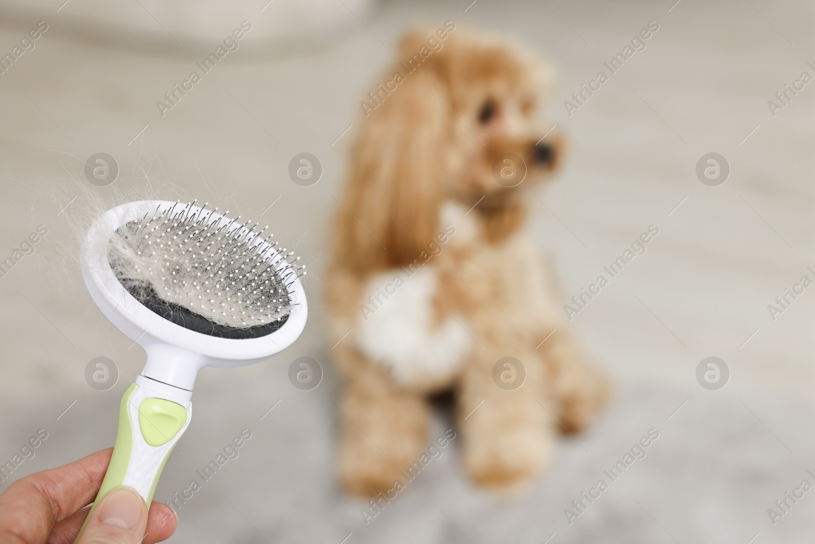 Photo of Woman holding brush with pet's hair and dog indoors, selective focus. Space for text