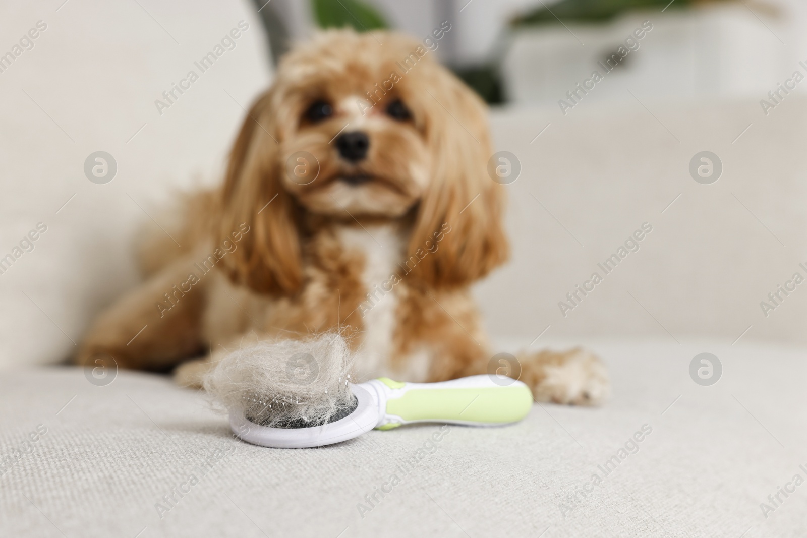 Photo of Brush with pet's hair and dog indoors, selective focus