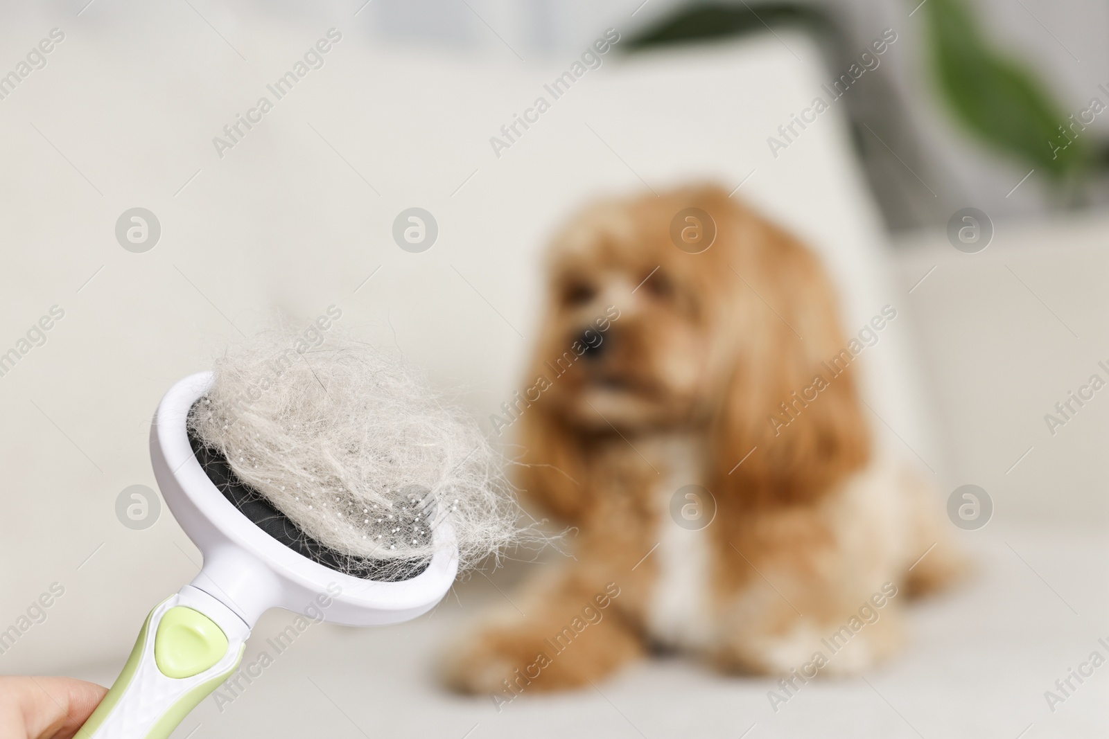 Photo of Brush with pet's hair and dog indoors, selective focus