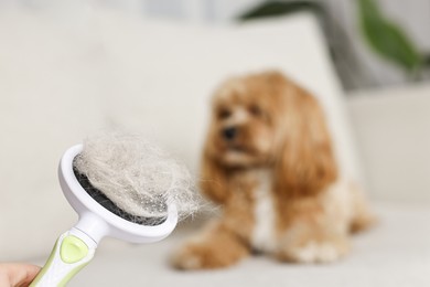 Photo of Brush with pet's hair and dog indoors, selective focus