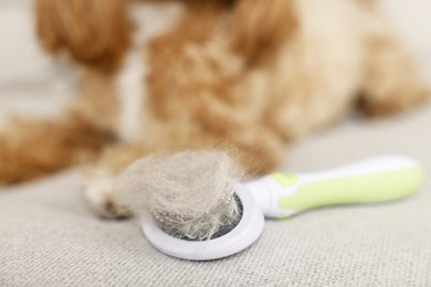 Photo of Brush with pet's hair and dog on cloth, selective focus