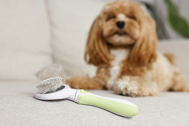 Photo of Brush with pet's hair and dog on sofa, selective focus