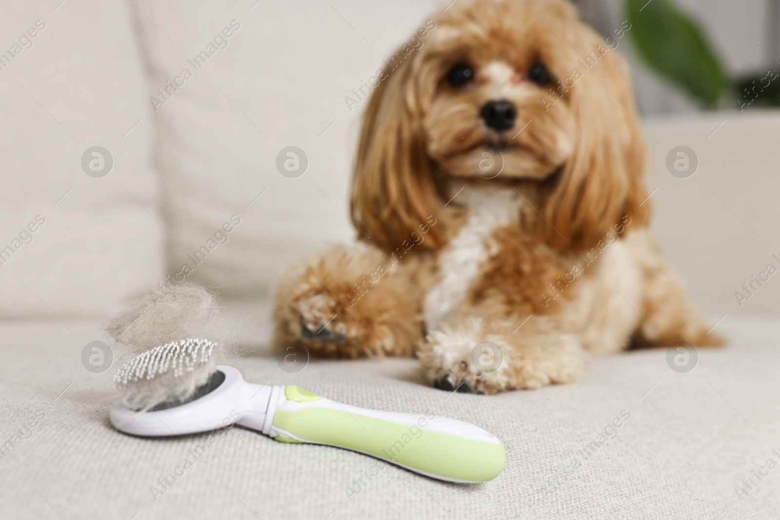 Photo of Brush with pet's hair and dog on sofa, selective focus