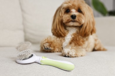 Photo of Brush with pet's hair and dog on sofa, selective focus