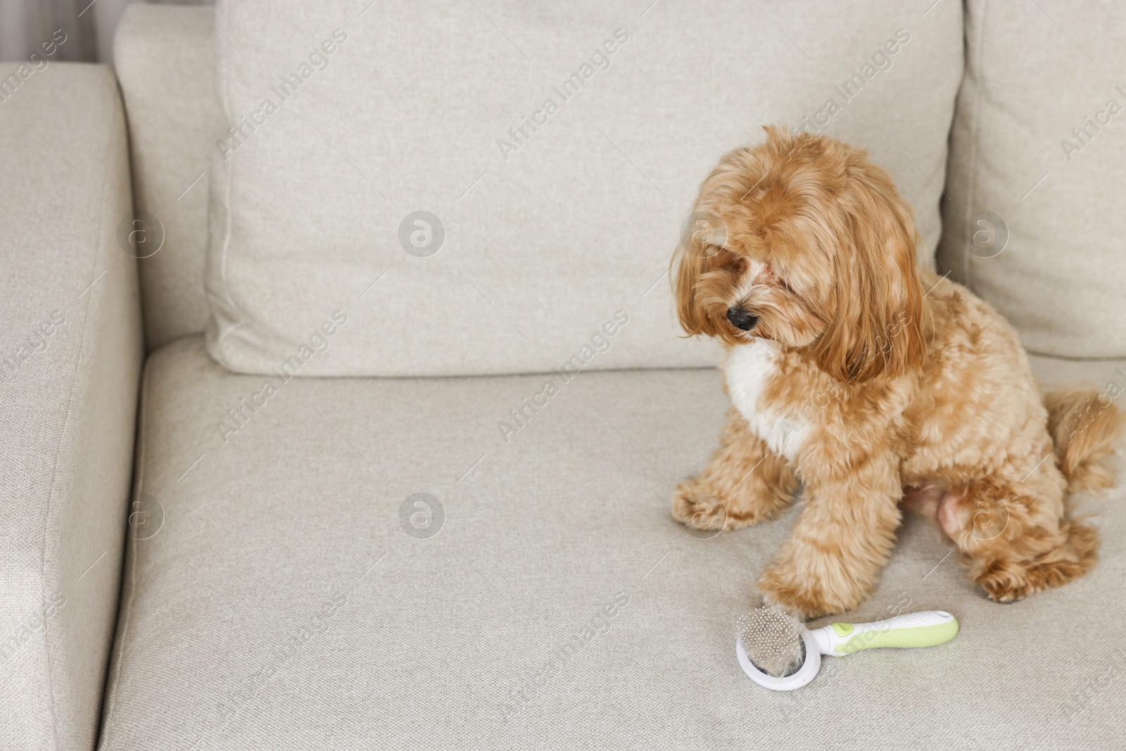 Photo of Cute dog and brush with pet's hair on sofa, space for text