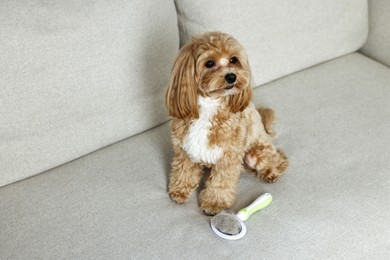 Photo of Cute dog and brush with pet's hair on sofa indoors