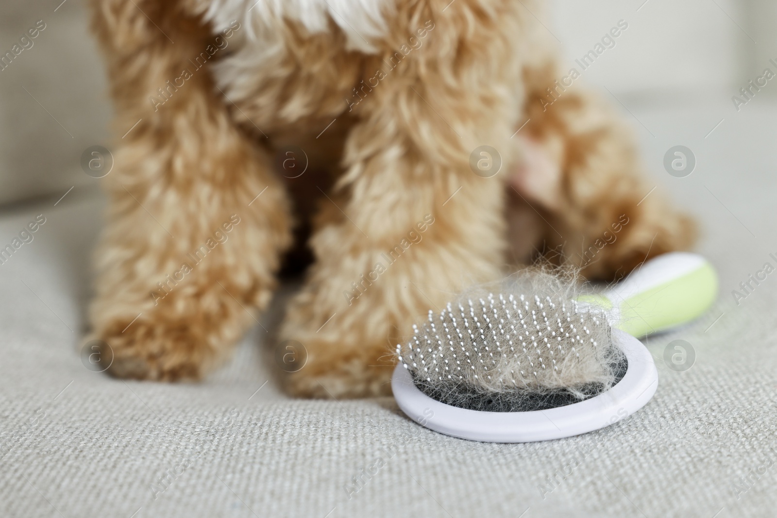 Photo of Brush with pet's hair and dog on sofa, closeup