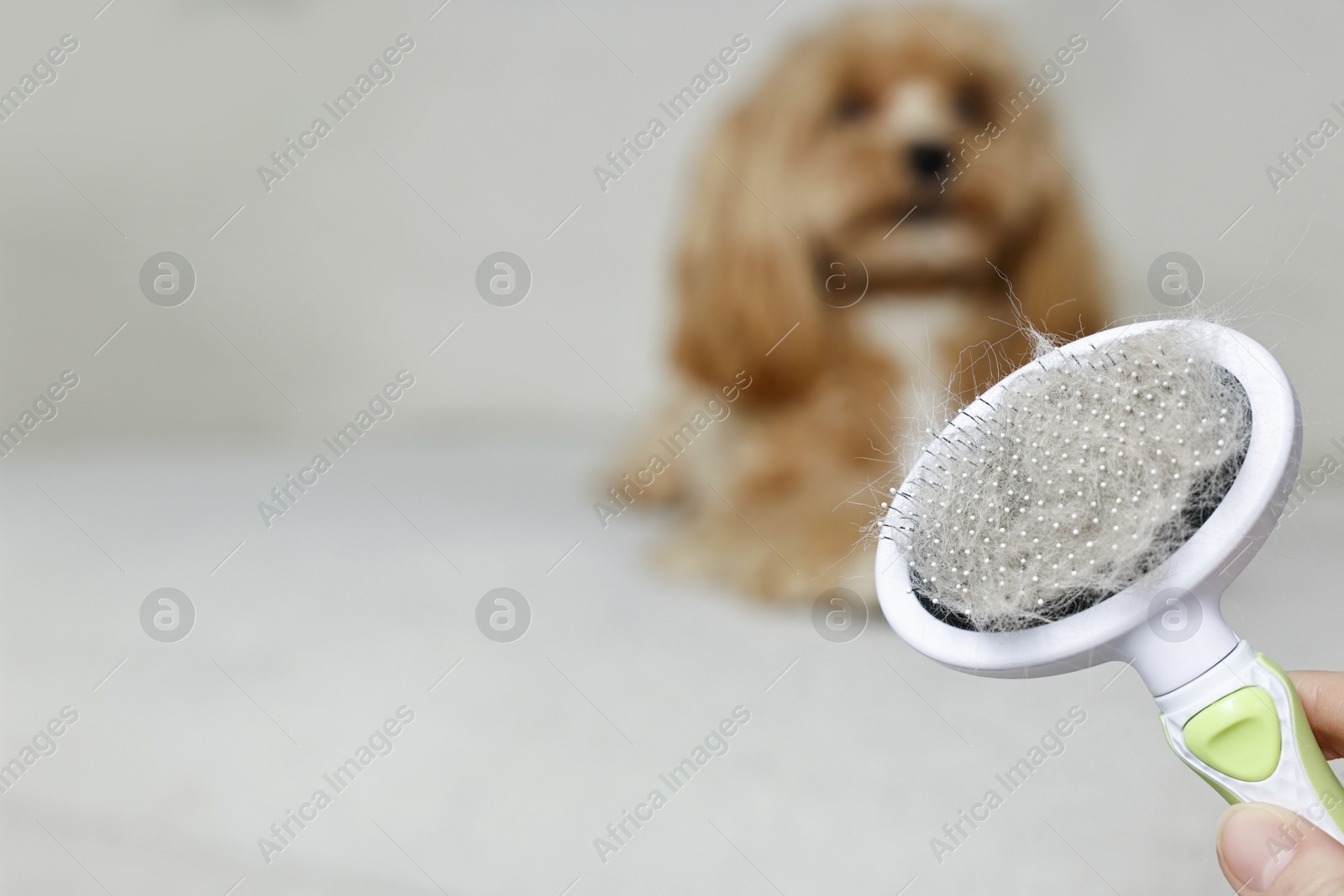 Photo of Woman holding brush with pet's hair and dog indoors, selective focus. Space for text