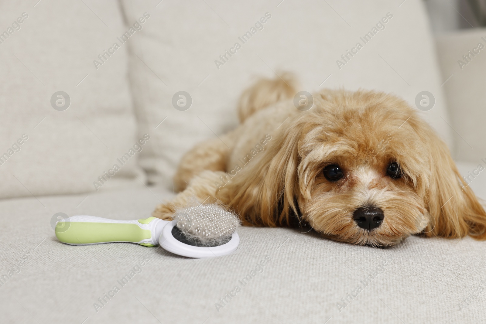 Photo of Cute dog and brush with pet's hair on sofa