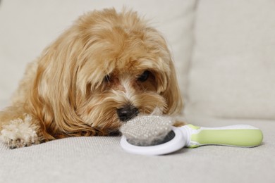 Photo of Cute dog and brush with pet's hair on sofa, closeup