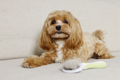 Photo of Cute dog and brush with pet's hair on sofa, selective focus