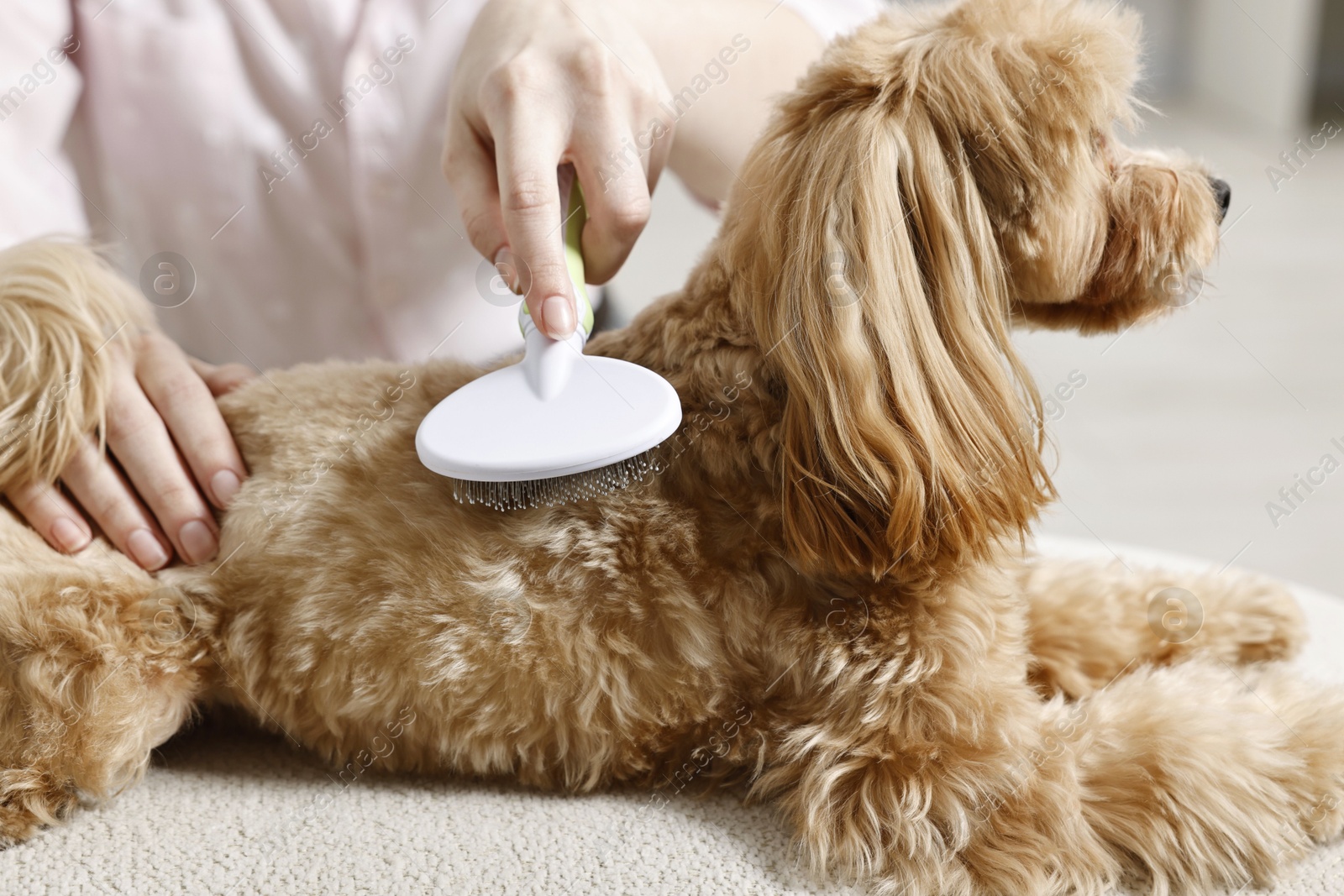 Photo of Woman brushing dog's hair at pouf indoors, closeup. Pet grooming