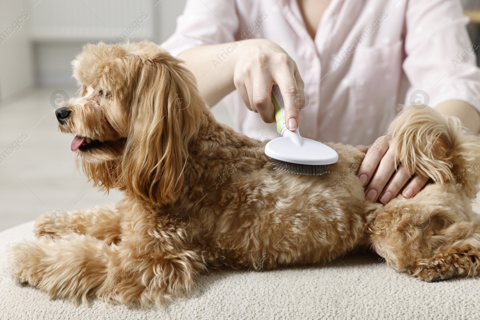 Photo of Woman brushing dog's hair at pouf indoors, closeup. Pet grooming