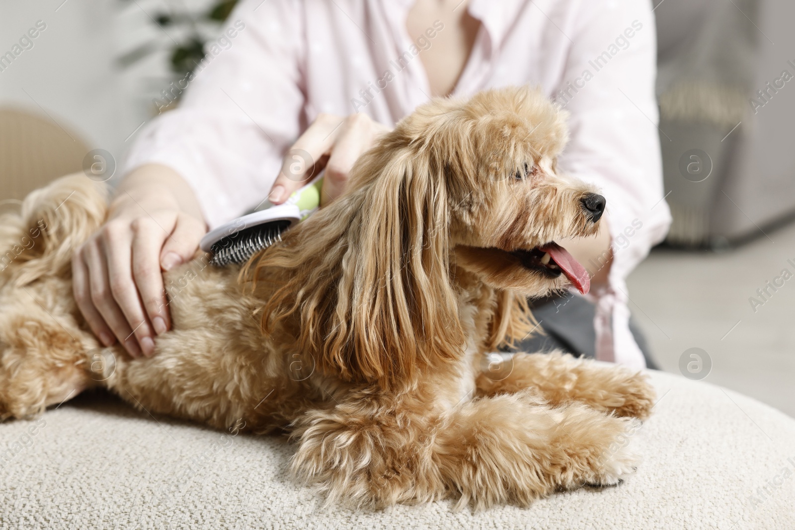 Photo of Woman brushing dog's hair at pouf indoors, closeup. Pet grooming