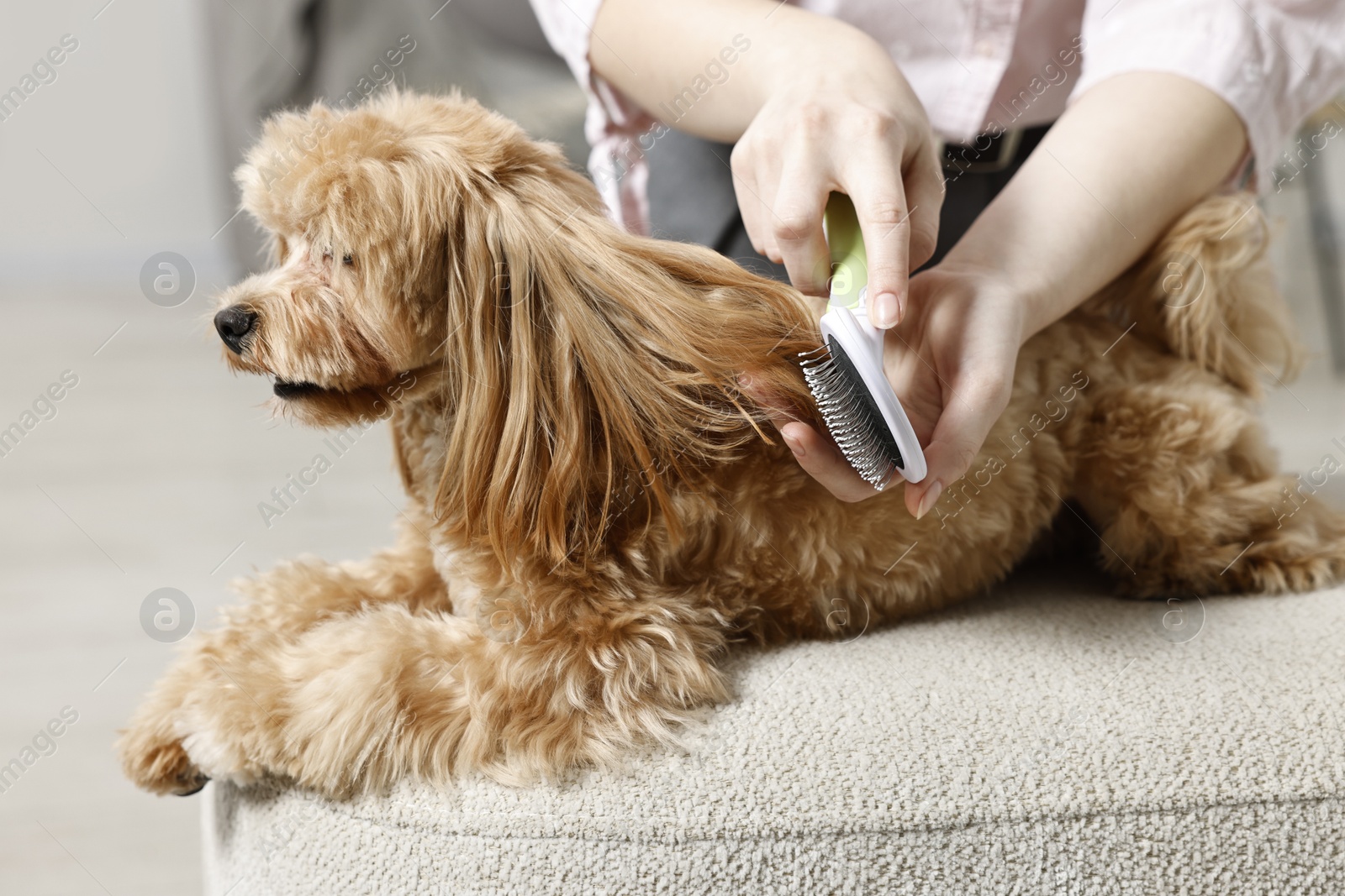 Photo of Woman brushing dog's hair at pouf indoors, closeup. Pet grooming