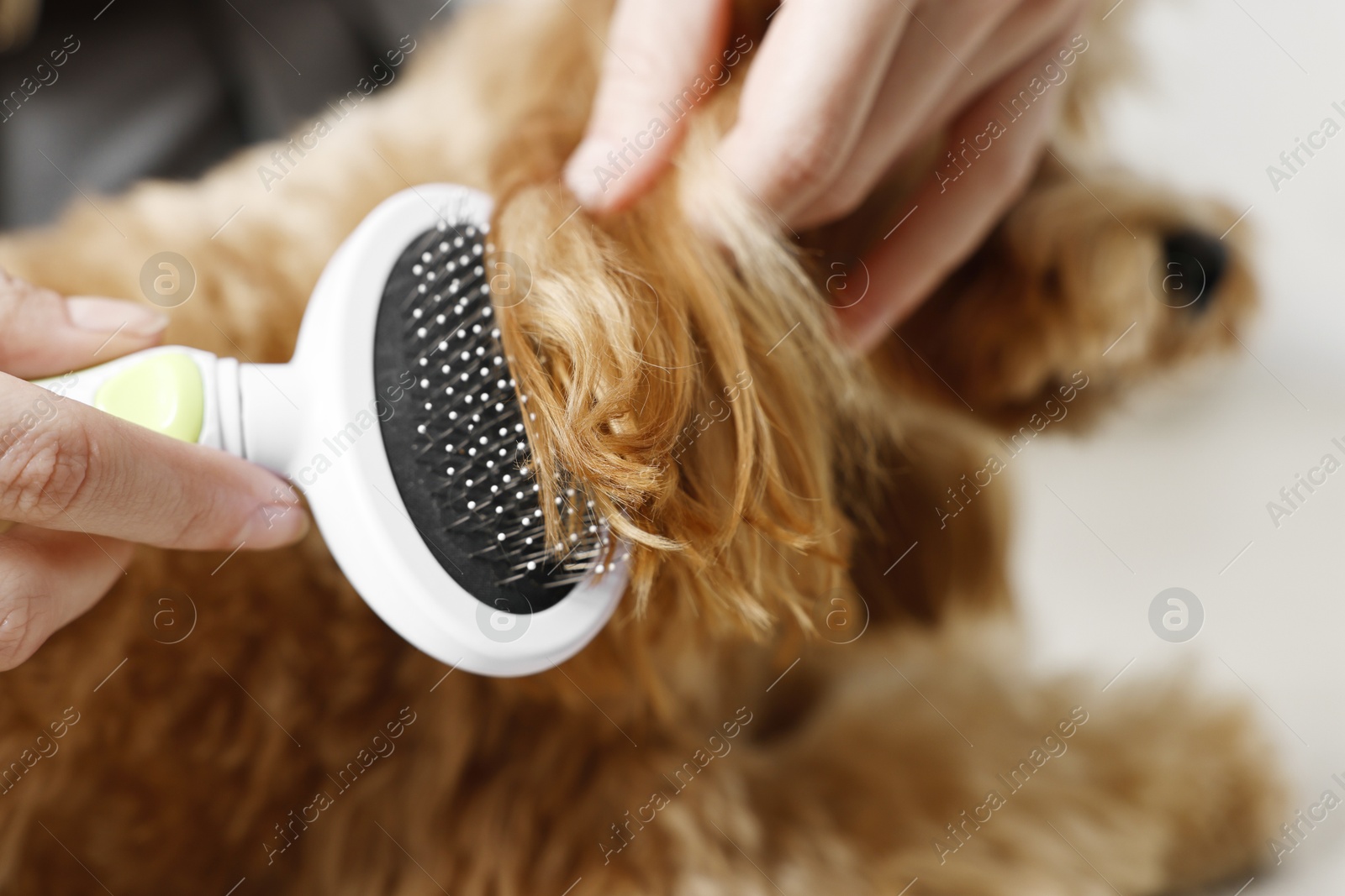 Photo of Woman brushing dog's hair indoors, closeup. Pet grooming