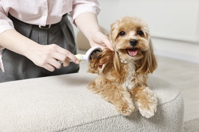 Photo of Woman brushing dog's hair at pouf indoors, closeup. Pet grooming