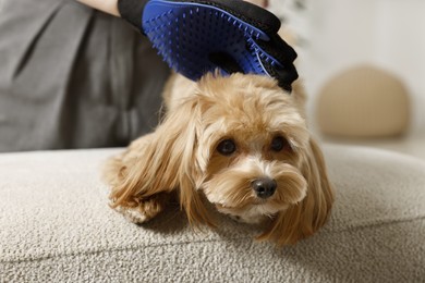 Photo of Woman brushing dog's hair with glove at pouf indoors, closeup. Pet grooming