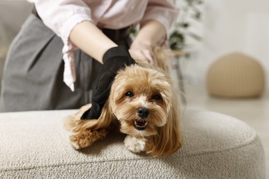 Photo of Woman brushing dog's hair with glove at pouf indoors, closeup. Pet grooming