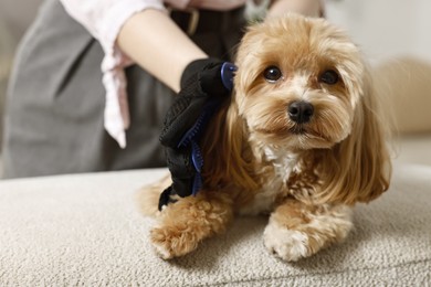 Photo of Woman brushing dog's hair with glove at pouf indoors, closeup. Pet grooming