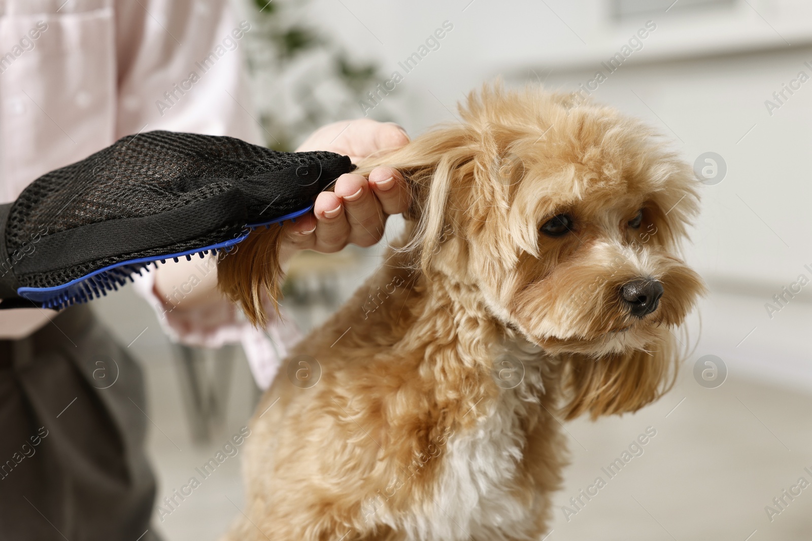 Photo of Woman brushing dog's hair with glove indoors, closeup. Pet grooming