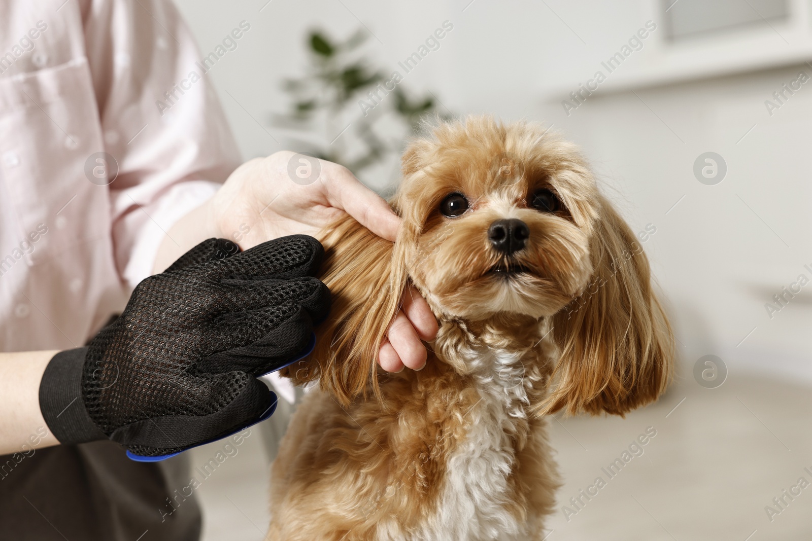 Photo of Woman brushing dog's hair with glove indoors, closeup. Pet grooming