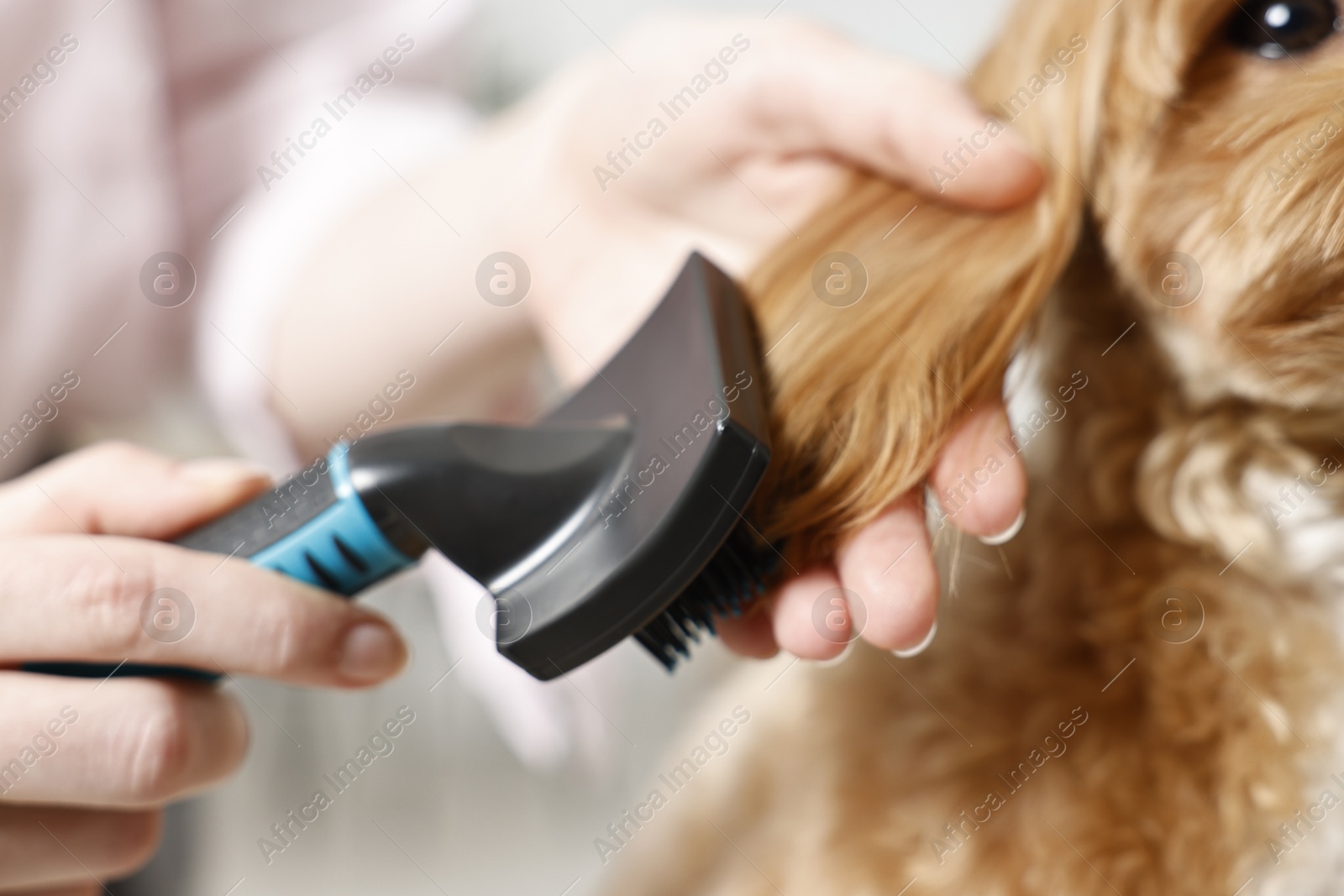 Photo of Woman brushing dog's hair against blurred background, closeup. Pet grooming