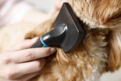 Photo of Woman brushing dog's hair against blurred background, closeup. Pet grooming