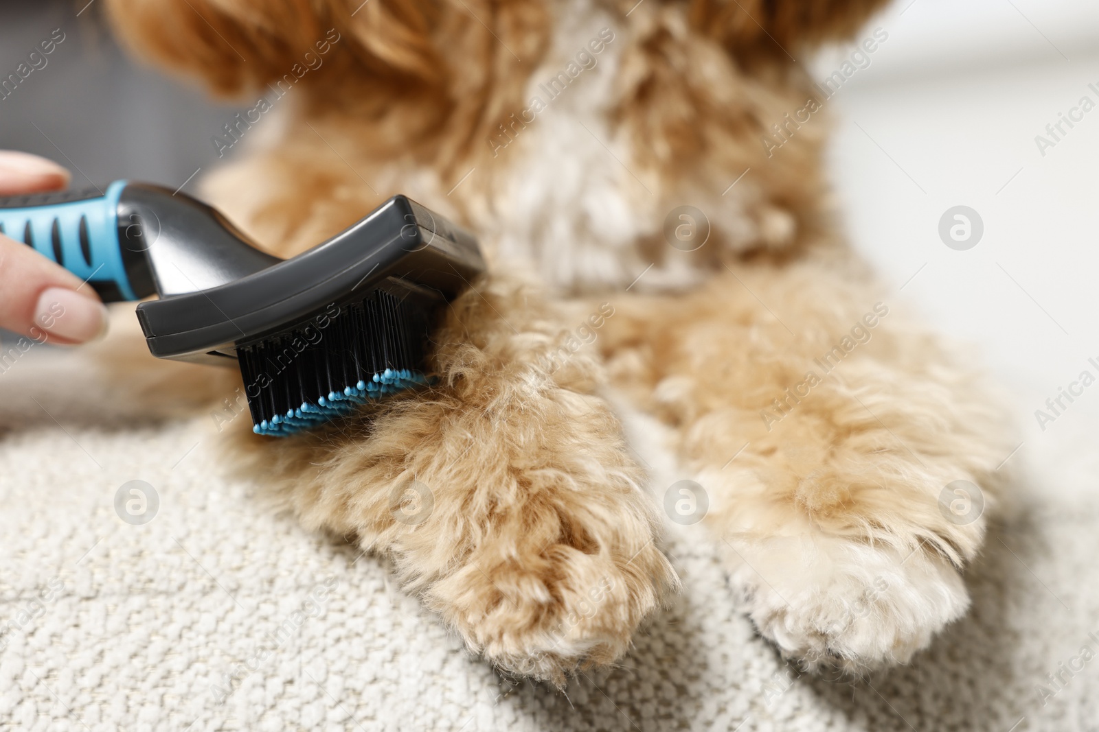 Photo of Woman brushing dog's hair at pouf indoors, closeup. Pet grooming