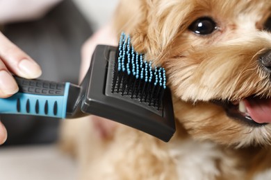 Photo of Woman brushing dog's hair indoors, closeup. Pet grooming