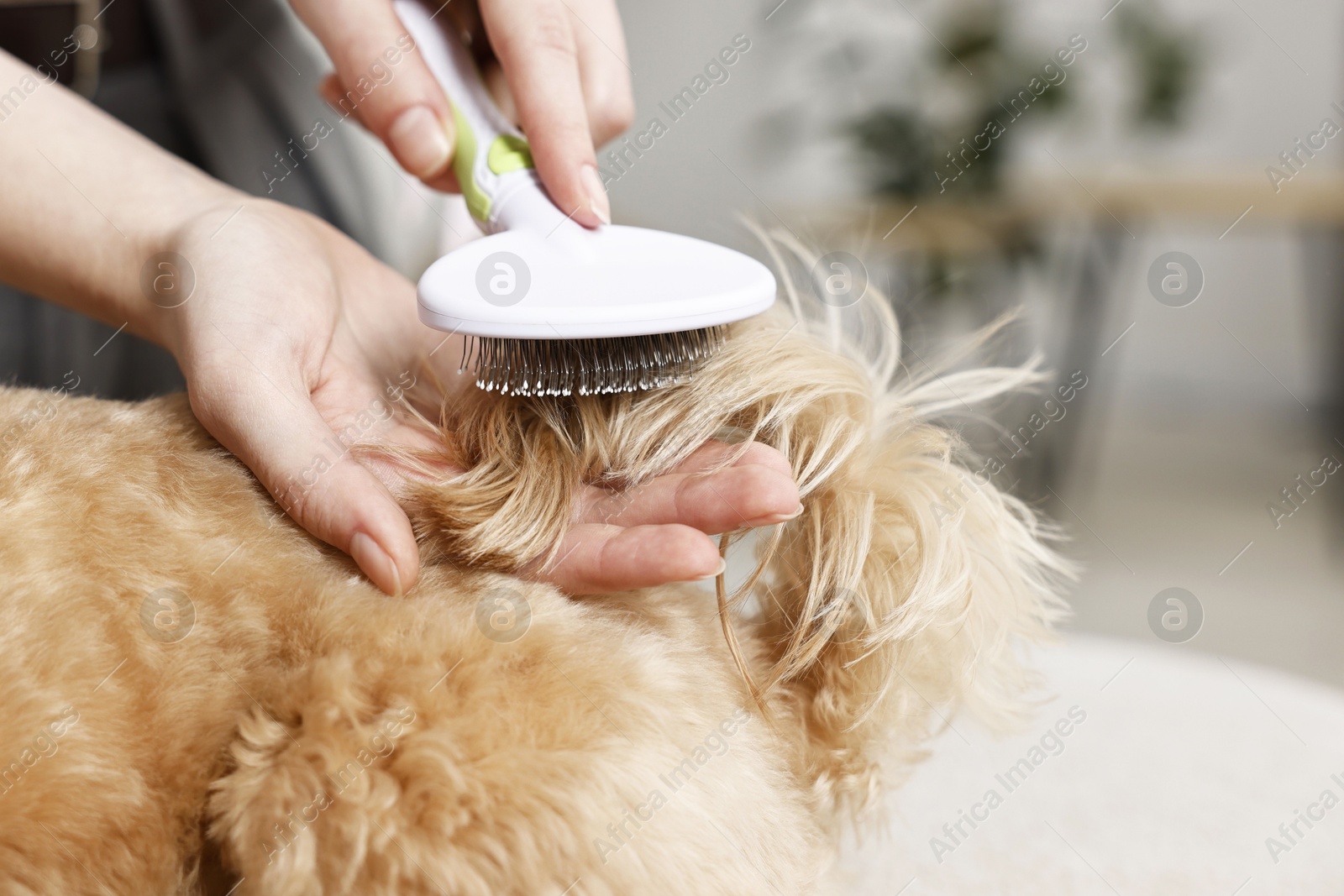 Photo of Woman brushing dog's hair indoors, closeup. Pet grooming