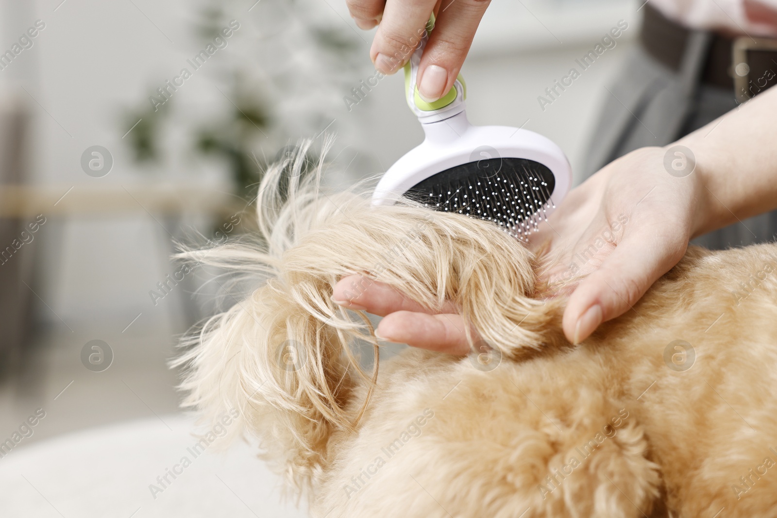 Photo of Woman brushing dog's hair indoors, closeup. Pet grooming