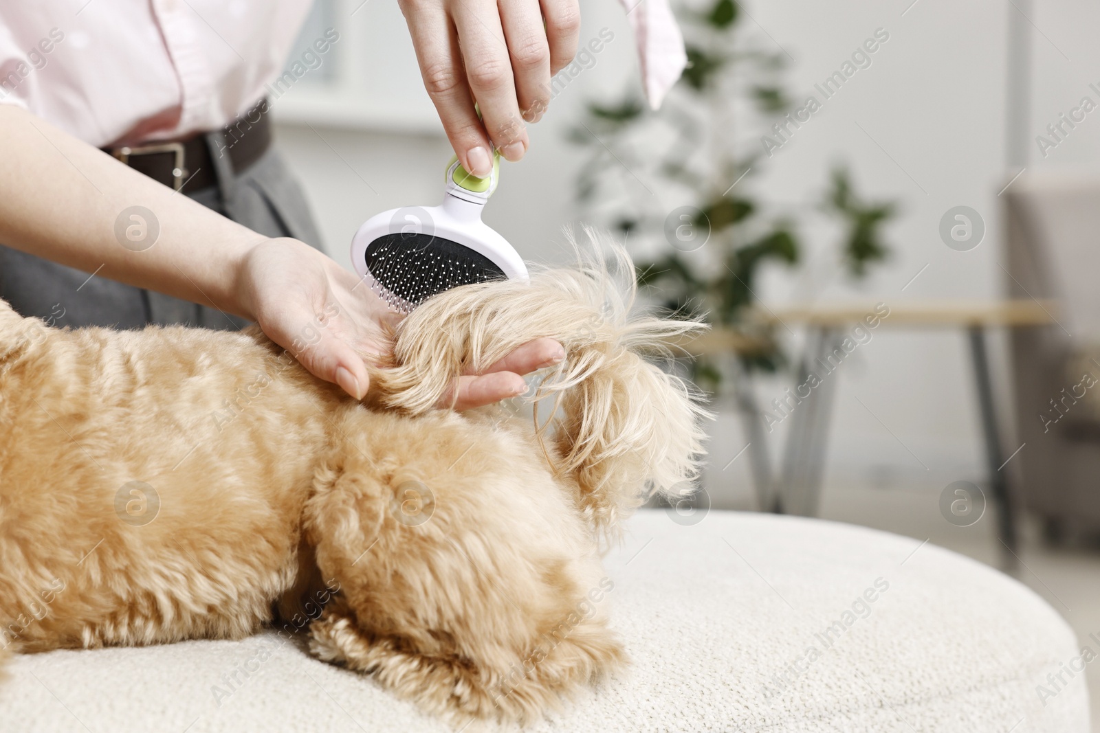 Photo of Woman brushing dog's hair at pouf indoors, closeup. Pet grooming